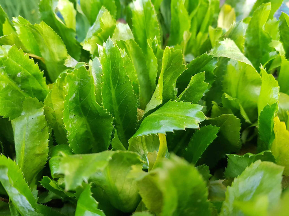 Culantro Ngo Gai (Eryngium foetidum) Seeds - 100 Seeds for Planting, Vietnamese Recao
