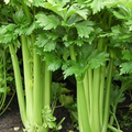Celery Tall Utah 52/70 Seeds | Apium graveolens - Heirloom, Sweet Crisp, 100–120 Days
