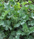 500 Dwarf Siberian Kale Seeds - Brassica napus, Cold-Hardy Heirloom