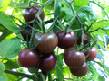 Black Cherry Tomato Seeds - Heirloom, Non-GMO | 65 Days, 1" Fruit