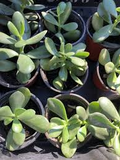 2 Rooted Jade Plants (Crassula Argentea) – Money Plant, Bare Root Starter Plants