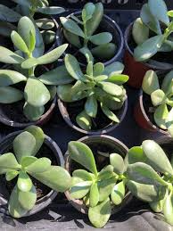 2 Rooted Jade Plants (Crassula Argentea) – Money Plant, Bare Root Starter Plants