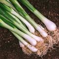 Evergreen Bunching Onion Seeds - Allium fistulosum (200 seeds) Heirloom, Non-GMO