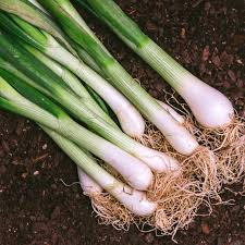 Evergreen Bunching Onion Seeds - Allium fistulosum (200 seeds) Heirloom, Non-GMO