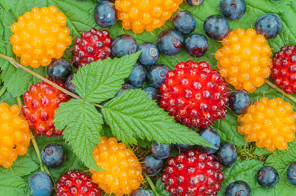 Salmonberry Rooted Cuttings (Rubus spectabilis) 5 x 4-5" - Edible Berry Native Shrub