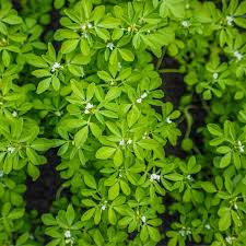 Fenugreek Herb Seeds - Trigonella foenum-graecum | Fast-Growing, Non-GMO, Easy to Grow