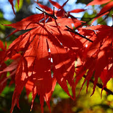 Acer Grosseri Var. Hersii (Hersii Maple) Seeds – 10 High-Quality Seeds for Bonsai & Garden