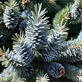 Colorado Blue Spruce Seeds (Picea pungens 'Glauca NM Carson') – 250mg for Planting