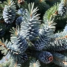 Colorado Blue Spruce Seeds (Picea pungens 'Glauca NM Carson') – 250mg for Planting