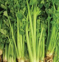 Celery Tall Utah 52/70 Seeds - Heirloom, 1g for Planting
