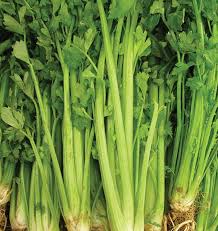 Celery Tall Utah 52/70 Seeds - Heirloom, 1g for Planting