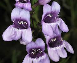 Penstemon venustus Seeds (Venus Penstemon) - 100mg Lavender Wildflower, Pollinator-Friendly