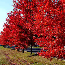 Red Sunset Japanese Maple Seeds (Acer rubrum) - 10 Seeds for Landscaping or Bonsai