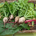 Turnip Seven Top Seeds – 1g, Heirloom Green Tops for Salad & Cooking