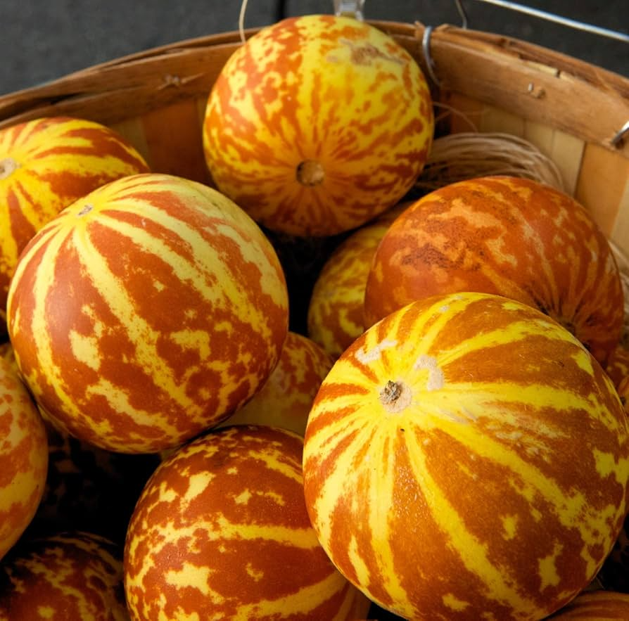 Tigger Melon Seeds - Heirloom, Non-GMO, 90 Days to Maturity