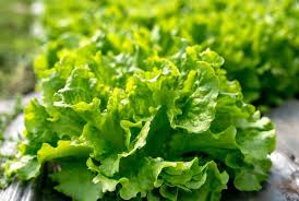 Black Seeded Simpson Leaf Lettuce Seeds – 1g (Lactuca sativa) Heirloom, Non-GMO
