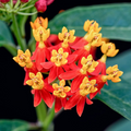 Milkweed Tropical Bloodflower (Asclepias curassavica) Seeds - 100 Non-GMO, Monarch Host