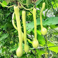 Tromboncino Squash Seeds - 25+ Heirloom Italian Seeds - USA Grown