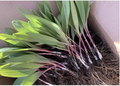 5 Ramps Wild Leeks Bulbs (Allium tricoccum) Bare Root for Planting