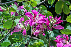 Bauhinia Purpurea Seeds - Orchid Tree, Purple Camel's Foot | 10 Seeds for Planting