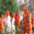 Antirrhinum majus Passion Red Mix Snapdragon Seeds – 1000+ Seeds for Bold Red Blooms