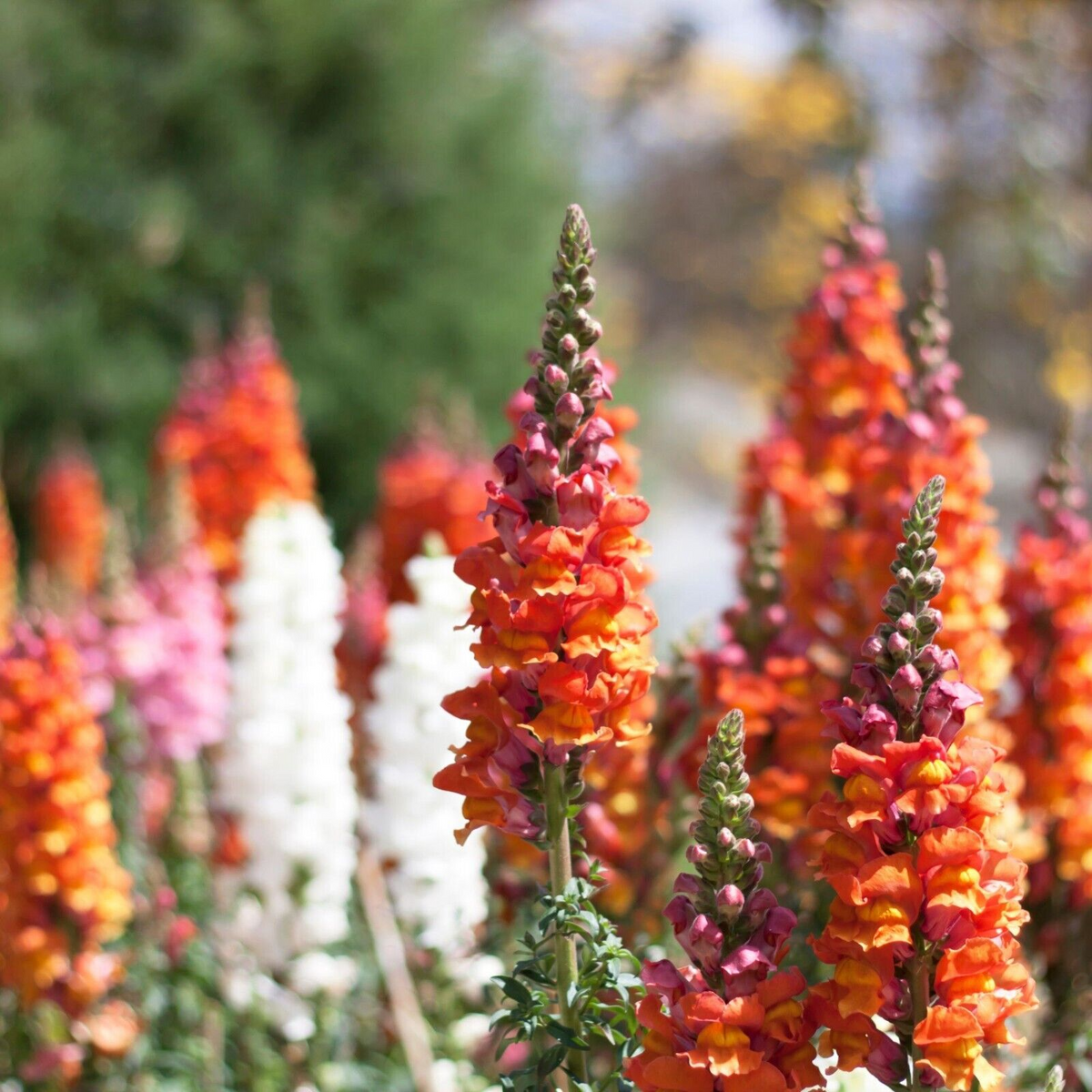 Antirrhinum majus Passion Red Mix Snapdragon Seeds – 1000+ Seeds for Bold Red Blooms