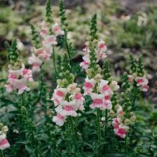Antirrhinum majus Opus Appleblossom Snapdragon Seeds - 1000+ Soft Pink & White (Garden & Cut Flowers)