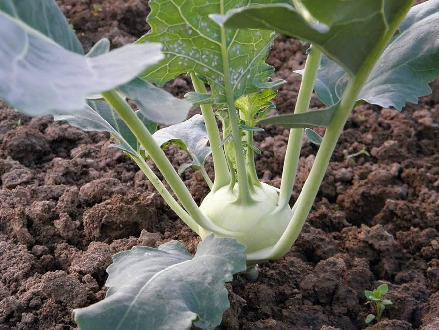 White Vienna Kohlrabi Seeds - 150 Non-GMO Heirloom Brassica oleracea