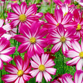 Cosmos Red Stripe Seeds (Cosmos bipinnatus) - 100 Bi-Colored Flowers for Pollinators
