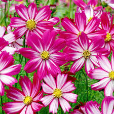 Cosmos Red Stripe Seeds (Cosmos bipinnatus) - 100 Bi-Colored Flowers for Pollinators