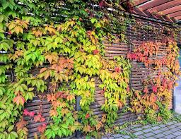 Virginia Creeper Vines (Parthenocissus quinquefolia) Bare Root - 5 Vines