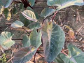 Colocasia esculenta ‘Tropical Storm’ Elephant Ear Bare Root Live Plant – 10"