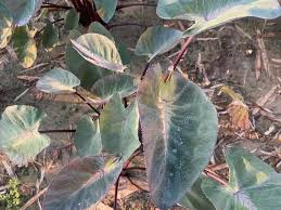 Colocasia esculenta ‘Tropical Storm’ Elephant Ear Bare Root Live Plant – 10"