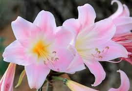 Amaryllis Belladonna Pink Naked Lady Bulb - Fragrant Late-Summer Blooms, Zones 8-11