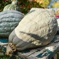 Blue Hubbard Squash Seeds (Cucurbita maxima) - Heirloom Winter Variety, 10 Seeds