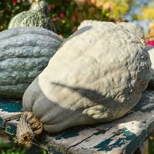 Blue Hubbard Squash Seeds (Cucurbita maxima) - Heirloom Winter Variety, 10 Seeds