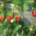 Seascape Strawberry Bareroot Plants (10 Live Plants) | Everbearing, Day-Neutral, Zone 4-9