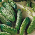 Cucumber National Pickling Seeds – 1g Heirloom, High Yield, Disease-Resistant