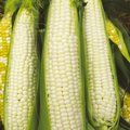 Silver Queen Corn Seeds - Non-GMO, 90 Days to Maturity, White Kernels