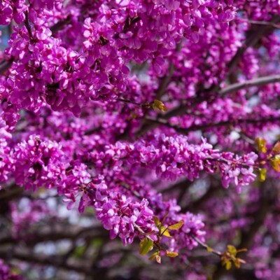 20 Judas Tree Seeds (Cercis siliquastrum) – Mediterranean Redbud