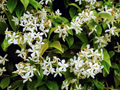 Night Blooming Jasmine (Cestrum nocturnum) - 6-10” Starter Potted Plant