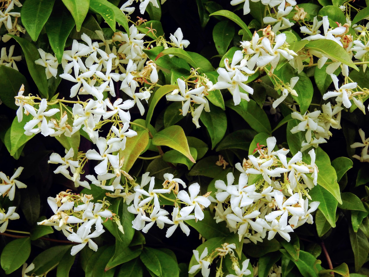 Night Blooming Jasmine (Cestrum nocturnum) - 6-10” Starter Potted Plant