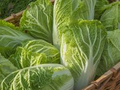 Chinese Cabbage Kogane Seeds (Brassica rapa) - 150 Seeds, Heirloom for Spring & Fall Harvest