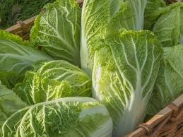 Chinese Cabbage Kogane Seeds (Brassica rapa) - 150 Seeds, Heirloom for Spring & Fall Harvest