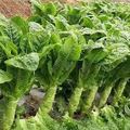 Asparagus Lettuce Seeds - New Yu Mai (300 Seeds) | Lactuca sativa