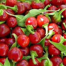 Large Hot Cherry Pepper Seeds - Capsicum annuum | 250mg, Non-GMO, Medium-Hot for Pickling, Stuffing & Cooking