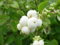 Snowberry Seeds (Symphoricarpos albus) - 40 Seeds, White Berries, Hardy Native Shrub