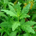 Epazote Seeds (300) - Chenopodium ambrosioides | Mexican Herb, Non-GMO
