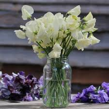 Spencer Ice Cream Sweet Pea Seeds – Fragrant Pastel Climbers for Trellises (50+ Seeds)