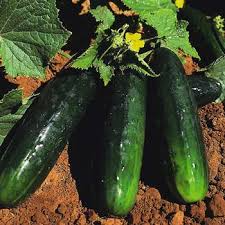 Spacemaster 80 Cucumber Seeds - Compact, High-Yield Variety for Containers (50 seeds)